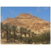 11 Ein Gedi - palms and rock hill.jpg